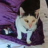 Milky participe au concours pour gagner de l'argent avec cette photo : cat, black_and_white, yellow_eyes, blanket, plush_toy, bed, bedding, star_pattern, curious, pet, animal, indoor, feline, collar, fur, whiskers, paw, cute, domestic, soft_texture