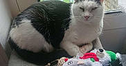 Milky participe au concours pour gagner de l'argent avec cette photo : cat, black_and_white, indoor, window, plush_toy, holiday_toy, gray_perch, pet, animal, fur, whiskers, ears, relaxed, sleepy, toy_mouse, red_scarf, green_hat, cozy, home, daylight
