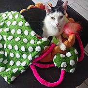 Milky a rejoint le concours — aidez-le/la à gagner de superbes lots ! cat, black_and_white, pet, toy, plush, bed, blanket, green, polka_dot, heart_shaped, pink, orange, indoor, resting, cute, feline, fur, animal, cozy, relaxed