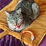 Tina a rejoint le concours — aidez-le/la à gagner de superbes lots ! cat, tabby, green_eyes, pet, animal, toy, shrimp_toy, blanket, orange_blanket, purple_blanket, relaxed, indoor, fur, whiskers, collar, red_collar, cute, domestic_cat, resting, cozy