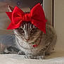 Tina participe au concours pour gagner de l'argent avec cette photo : accessory, animal, cat, cherry_charm, closeup, collar, cute, domestic_cat, ears, feline, fur, indoor, looking_down, neutral_background, pet, red_bow, sitting, soft_surface, tabby_cat, whiskers