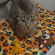 Tina a rejoint le concours — aidez-le/la à gagner de superbes lots ! animal, beads, blanket, cat, collar, cute, domestic_animal, ears, feather, floor, fur, indoor, leopard_print, pet, playful, plush_toy, resting, tabby_cat, toy, whiskers