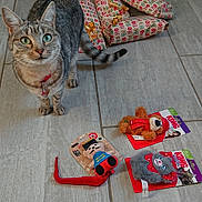 Tina a rejoint le concours — aidez-le/la à gagner de superbes lots ! animal, cat, cat_toys, curious, floor, floor_tile, green_eyes, holiday, holiday_gifts, indoor, pet, pet_accessory, playful, plush_toy, red_collar, soldier_doll, stuffed_bear, stuffed_mouse, tabby_cat, wrapped_presents