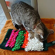 Tina a rejoint le concours — aidez-le/la à gagner de superbes lots ! cat, chair, closeup, collar, colorful, cozy, curious, green_mat, indoor, interactive_mat, orange_blanket, paws, pet, pink_ribbons, playful, sniffing, tabby_cat, texture, tiled_floor, white_tufts