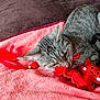 Tina participe au concours pour gagner de l'argent avec cette photo : animal, brown_surface, cat, closeup, colorful, curious, cute, domestic_cat, feline, fur, indoor, pet, pink_towel, playful, red_feather, resting, soft_texture, tabby_cat, toy, whiskers