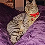 Tina participe au concours pour gagner de l'argent avec cette photo : cat, tabby_cat, pet, animal, bow_tie, collar, heart_tag, purple_blanket, furniture, indoor, relaxed, resting, fur, whiskers, cute, domestic_cat, striped, cozy, sleepy, soft