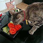 Tina a rejoint le concours — aidez-le/la à gagner de superbes lots ! cat, tabby_cat, collar, food, tray, toy, minnie_mouse, ribbons, black_surface, kitchen, tiles, floor, orange, cucumber, pet, curious, closeup, indoor, animal, sniffing