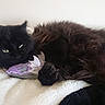 Lilith participe au concours pour gagner de l'argent avec cette photo : animal, black_cat, blanket, claw, comfort, cozy, cute, domestic_cat, feline, fluffy_cat, fur, indoor, paw, pet, purple_toy, relaxed, resting, sleepy, soft_texture, toy