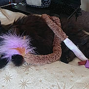 Lilith a rejoint le concours — aidez-le/la à gagner de superbes lots ! animal, black_cat, blanket, bookshelf, cat, cozy, cute, feathers, feline, fluffy, fur, home, indoor, laptop, paw, pet, relaxed, resting, sleepy, toy