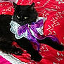 Lilith a rejoint le concours — aidez-le/la à gagner de superbes lots ! animal, bed, black_cat, blanket, cat, cozy, cute, domestic_animal, feline, fur, indoor, lace_collar, lying_down, pet, portrait, purple_bow, red_blanket, relaxed, resting, whiskers