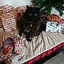 Lilith participe au concours pour gagner de l'argent avec cette photo : cat, black_cat, christmas, christmas_tree, presents, gift_wrapping, holiday, indoor, furniture, blanket, red_bow, decorations, festive, pet, animal, cozy, home, holiday_season, table, floor