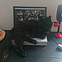 Lilith a rejoint le concours — aidez-le/la à gagner de superbes lots ! cat, black_cat, table, box, pizza_bed, toy_mouse, punching_bag_toy, screen, cat_images, indoor, pet, feline, fur, relaxing, animal, home, cozy, playful, lounge, lazy