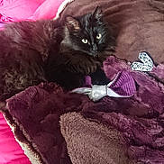 Lilith participe au concours pour gagner de l'argent avec cette photo : animal, bed, black_cat, blanket, brown, cat, comfort, cozy, cute, domestic, eyes, fluffy, fur, indoor, pet, pink, purple, relaxed, resting, soft