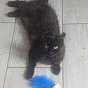 Lilith participe au concours pour gagner de l'argent avec cette photo : cat, black_cat, fluffy, pet, animal, indoor, floor, tile, toy, feather, playful, curious, lying_down, domestic_cat, whiskers, ears, paws, feline, looking_up, relaxed