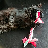 Lilith a rejoint le concours — aidez-le/la à gagner de superbes lots ! cat, black_cat, fluffy, pet, playful, toy, braided_toy, paws, lying_down, indoor, floor, cute, animal, feline, collar, relaxed, closeup, domestic_cat, fur, whiskers