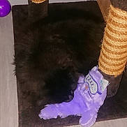 Lilith participe au concours pour gagner de l'argent avec cette photo : animal, black_cat, cat, cozy, curled_up, feline, floor, fur, indoor, mat, pet, plush_toy, purple_toy, quiet, resting, rope, scratching_post, sleep_mask, sleeping_cat_toy, toy