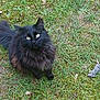 cat, black_cat, fluffy, grass, outdoor, animal, pet, mouse, prey, nature, curious, fur, whiskers, tail, sitting, mammal, wildlife, eyes, collar, ground