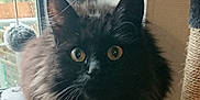 Lilith a rejoint le concours — aidez-le/la à gagner de superbes lots ! cat, black_cat, fluffy, yellow_eyes, pet, indoors, cat_tree, window, pom_pom, feline, animal, curious, close_up, whiskers, ears, fur, domestic_animal, looking, resting, collar