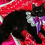 Lilith participe au concours pour gagner de l'argent avec cette photo : animal, bed, black_cat, blanket, cat, cozy, cute, domestic_cat, feline, fluffy, fur, indoor, lace_collar, lying_down, patterned_blanket, pet, purple_bow, red_blanket, relaxed, resting