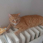 Abygaelle a rejoint le concours — aidez-le/la à gagner de superbes lots ! cat, ginger_cat, tabby, radiator, plush_toy, toy_lion, indoor, pet, relaxed, paw, fur, wall, white, texture, resting, animal, cute, domestic_cat, feline, collar