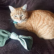 Abygaelle participe au concours pour gagner de l'argent avec cette photo : animal, bow, cat, closeup, collar, cute, domestic_cat, ears, eyes, fabric, feline, fur, ginger_cat, indoor, pet, relaxed, resting, soft_texture, tabby, whiskers