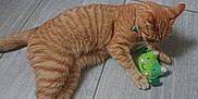 Abygaelle a rejoint le concours — aidez-le/la à gagner de superbes lots ! animal, cat, collar, cute, domestic_cat, feline, felt, floor, green_toy, indoor, orange_tabby, paws, pet, pet_toy, playful, relaxed, striped, tile_floor, toy, whiskers