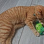 Abygaelle a rejoint le concours — aidez-le/la à gagner de superbes lots ! animal, cat, collar, cute, domestic_cat, feline, felt, floor, green_toy, indoor, orange_tabby, paws, pet, pet_toy, playful, relaxed, striped, tile_floor, toy, whiskers