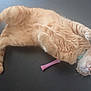 Abygaelle participe au concours pour gagner de l'argent avec cette photo : cat, orange_tabby, pet, animal, lying_down, paws, toy, collar, relaxed, indoor, feline, fur, whiskers, floor, table, curious, domestic, mammal, cute, sleepy