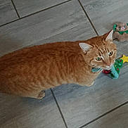 Abygaelle participe au concours pour gagner de l'argent avec cette photo : animal, cat, christmas_toy, collar, curious, cute, domestic_cat, feline, festive, floor, holiday, indoor, looking_up, orange_tabby, pet, playful, tail, tile, toy, whiskers
