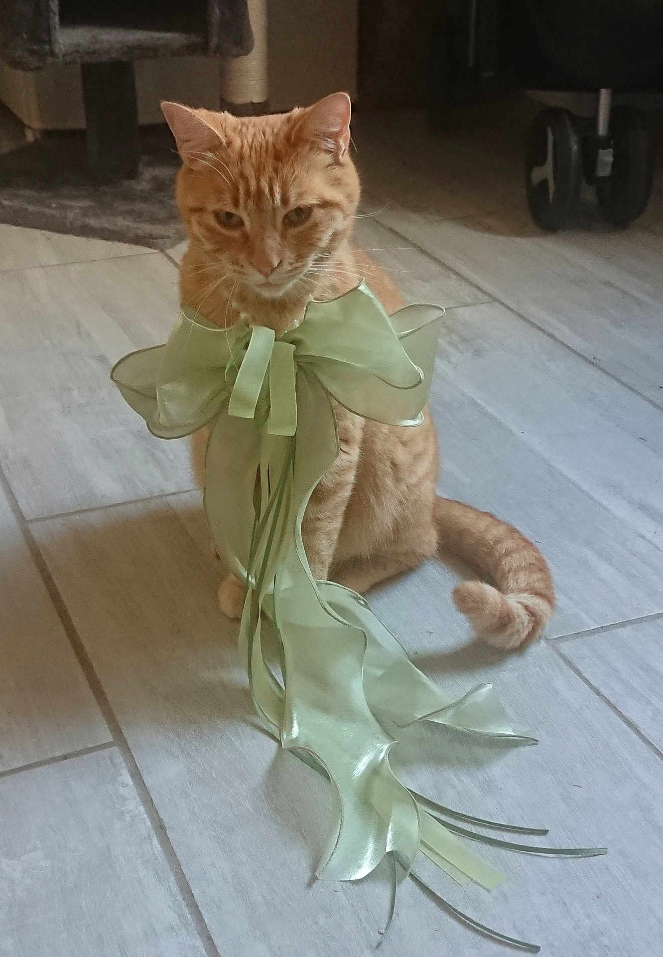 Abygaelle participe au concours pour gagner de l'argent avec cette photo : animal, bow, cat, cute, decorative, domestic_cat, ears, feline, floor, ginger_cat, indoor, light, pet, ribbon, ribbons, shadow, sitting, tail, tile_floor, whiskers