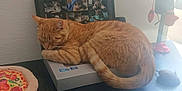 Abygaelle participe au concours pour gagner de l'argent avec cette photo : cat, ginger_cat, sleeping, laptop, virtual_meeting, screen, table, toy_pizza, toy_mouse, indoor, pet, fur, resting, cozy, electronics, box, computer, home, cute, animal