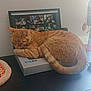 cat, ginger_cat, sleeping, laptop, virtual_meeting, screen, table, toy_pizza, toy_mouse, indoor, pet, fur, resting, cozy, electronics, box, computer, home, cute, animal