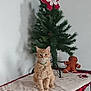 Abygaelle participe au concours pour gagner de l'argent avec cette photo : cat, orange_tabby, table, blanket, christmas_tree, decorations, gingerbread_man, plush_toy, indoor, holiday, pet, feline, collar, fur, shadow, greenery, red, white, cozy, festive