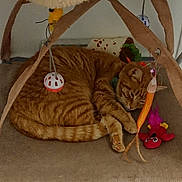 Abygaelle participe au concours pour gagner de l'argent avec cette photo : animal, ball_toy, carpet, cat, collar, cozy, cute, feline, fur, indoor, orange_tabby, paws, pet, plush_toy, relaxing, resting, sleeping, tail, toy, whiskers