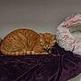 cat, orange_tabby, pet_bed, blanket, plush_toy, indoor, sleepy, feline, cozy, fur, animal, resting, purple_blanket, white_pink_bed, pill_shaped_toy, cute, domestic_cat, pet, relaxing, soft