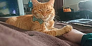 Abygaelle participe au concours pour gagner de l'argent avec cette photo : bed, blanket, bow_tie, cat, companion, cozy, cute, domestic, furniture, ginger_cat, hand, indoor, living_room, paw, pet, radiator, resting, soft_light, tabby, television
