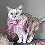 Capucine a rejoint le concours — aidez-le/la à gagner de superbes lots ! animal, background, bow, cat, closeup, cute, decorative, domestic_cat, feline, fur, gray_fur, indoor, jewel, pet, pink_bow, portrait, soft_texture, standing, whiskers, white_paws