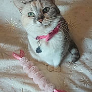 Capucine participe au concours pour gagner de l'argent avec cette photo : animal, blanket, cat, collar, cozy, cute, domestic_animal, feline, fur, green_eyes, indoor, looking_up, pet, pink, playful, sitting, soft_texture, star_pattern, toy, whiskers
