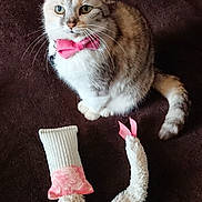 Capucine participe au concours pour gagner de l'argent avec cette photo : bow_tie, brown_blanket, cat, close_up, collar, cute, fabric, fur, indoor, looking_up, paws, pet, pink_bow, plush_toy, portrait, sitting, tag, tail, toy, whiskers
