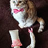 Capucine participe au concours pour gagner de l'argent avec cette photo : bow_tie, brown_blanket, cat, close_up, collar, cute, fabric, fur, indoor, looking_up, paws, pet, pink_bow, plush_toy, portrait, sitting, tag, tail, toy, whiskers