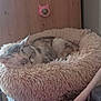 Capucine participe au concours pour gagner de l'argent avec cette photo : cat, sleeping, pet_bed, fluffy, cozy, indoor, furniture, wood, resting, animal, feline, soft, home, relaxing, domestic, cute, calm, comfort, household, peaceful