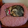 Capucine a rejoint le concours — aidez-le/la à gagner de superbes lots ! animal, bow, cat, comfortable, cozy, curled_up, cute, domestic, feline, fur, indoor, pet, pink_bed, quiet, relaxation, resting, sleeping, soft, tabby, wooden_surface