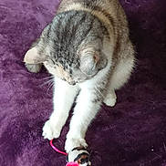 Capucine participe au concours pour gagner de l'argent avec cette photo : cat, toy_mouse, purple_carpet, pet, indoor, animal, feline, playful, fur, whiskers, paws, curious, small_toy, domestic_cat, striped, white_paws, close_up, pet_toy, relaxed, home