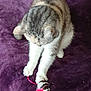 cat, toy_mouse, purple_carpet, pet, indoor, animal, feline, playful, fur, whiskers, paws, curious, small_toy, domestic_cat, striped, white_paws, close_up, pet_toy, relaxed, home
