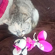 Capucine a rejoint le concours — aidez-le/la à gagner de superbes lots ! animal, ballerina_costume, blanket, brown_blanket, cat, close_up, cozy, curled_up, cute, feline, gray_cat, indoor, pet, pink, plush_toy, resting, sleepy, soft_texture, toy_mouse, white_cat