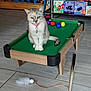 cat, miniature_pool_table, pool_balls, feather_toy, cue_stick, tile_floor, bookshelf, figurines, indoor, pet, collar, toy, playful, animal, gray_cat, white_cat, sitting, feline, domestic_cat, home_interior