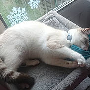 Luuna participe au concours pour gagner de l'argent avec cette photo : animal, cat, cat_bed, collar, cozy, cute, domestic, feline, fur, home, indoor, pet, quiet, relaxing, rest, sleeping, snowflake, soft, toy, window