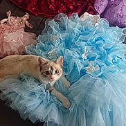 Luuna a rejoint le concours — aidez-le/la à gagner de superbes lots ! cat, blue_eyes, ruffled_dress, light_blue, pink_dress, purple_dress, green_dress, bedspread, fabric, ruffles, curious, animal, pet, indoor, soft_texture, colorful, clothing, decorative, laying, cute