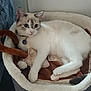 Luuna a rejoint le concours — aidez-le/la à gagner de superbes lots ! alert, animal, bed, cat, collar, cozy, curled_tail, cute, domestic, ears, feline, fur, indoor, mammal, pet, relaxing, resting, tail, toy, whiskers