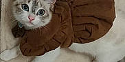 Luuna participe au concours pour gagner de l'argent avec cette photo : cat, blue_eyes, brown_clothing, ruffles, pet, feline, soft_surface, white_fur, gray_markings, lying_down, cute, curious, indoor, collar, close_up, portrait, animal, domestic, resting, cozy